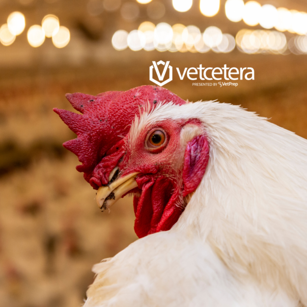 Poultry VetPrep PowerPrep Poultry Resources