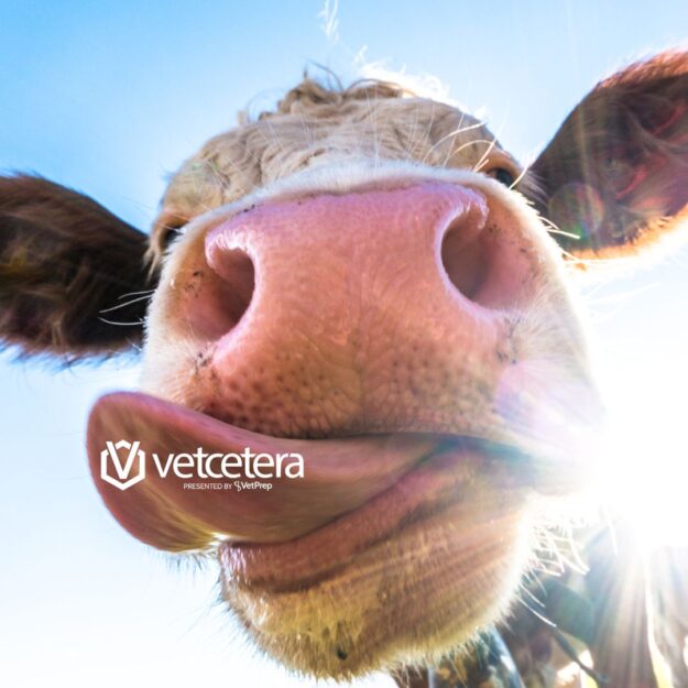 Ruminants VetPrep PowerPrep Week 4: Ruminants