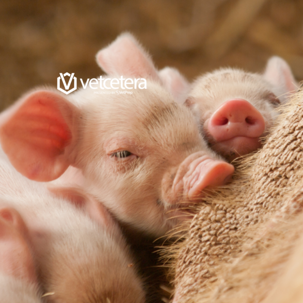 Swine Swine NAVLE resources