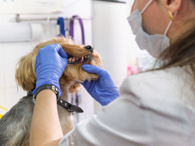 Periodontal Disease, Tooth Resorption, and Stomatitis