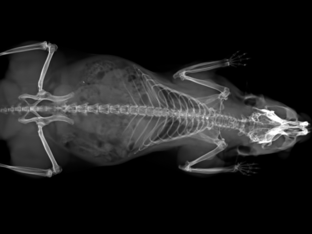 Exotic Imaging 101: Taking and Interpreting Exotic Animal Radiographs