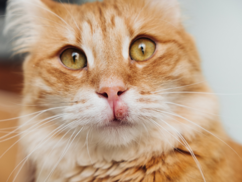 The Itchy and Scratchy Cat: how to provide relief when options seem limited