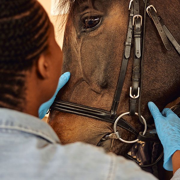 Vet-with-horse